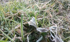 Suhu Dieng Mencapai Minus 1,2 Derajat Celsius hingga Diselimuti Es Suhu Dieng Mencapai Minus 1,2 Derajat Celsius hingga Diselimuti Es