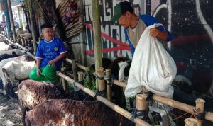 H-1 Idul Adha, Harga Domba Naik, Pedagang Menjerit