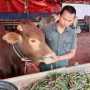 PMK saat Idul Adha, Omset Penjualan Sapi Turun Drastis hingga 45 Persen