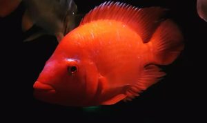 Wajib Tahu! Inilah Ikan Red Devil Danau Toba yang Digemari Pecinta Ikan Hias