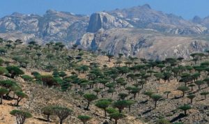 Menguak Misteri Pulau Socotra, Benarkah Pulau Dajjal? Ini Penampakannya! Menguak Misteri Pulau Socotra, Benarkah Pulau Dajjal? Ini Penjelasannya (gambar: metro.co.uk)
