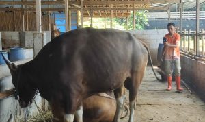 Sepi Pembeli, Pedagang Hewan Kurban Harap Ada Mukjizat