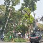 Hampir Seribu Pohon di Kota Bogor Beresiko, 135 Diantaranya Rawan Tumbang