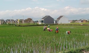 Kemarau Basah, Petani di Dataran Tinggi Dapat Keuntungan Kemarau Basah, Petani di Dataran Tinggi Dapat Keuntungan