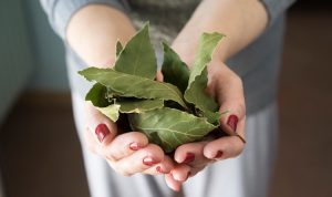 Manfaat Daun Salam bagi Penderita Diabetes