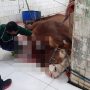 DKPP Jabar Sebut Minat Masyarakat Menyembelih Hewan Kurban di RPH Menurun