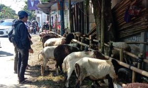 3.330 Hewan Kurban di Kota Bandung Tidak Layak Konsumsi dan Dikurbankan, Ternyata Ini Penyebabnya