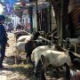 3.330 Hewan Kurban di Kota Bandung Tidak Layak Konsumsi dan Dikurbankan, Ternyata Ini Penyebabnya