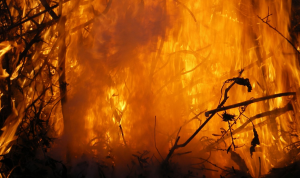 Eropa Terpanggang dalam Gelombang Panas, Orang-Orang Tewas Hangus Terbakar