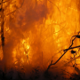Eropa Terpanggang dalam Gelombang Panas, Orang-Orang Tewas Hangus Terbakar