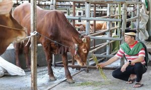 Tips Memilih Hewan Kurban yang Aman untuk Hari Raya Idul Adha, Simak Ya!