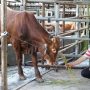 Tips Memilih Hewan Kurban yang Aman untuk Hari Raya Idul Adha, Simak Ya!