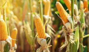 Jagung menjadi salah satu pangan lokal yang produksinya digenjot pemerintah agar tidka tergantung pada impor. (pixabay)