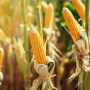 Jagung menjadi salah satu pangan lokal yang produksinya digenjot pemerintah agar tidka tergantung pada impor. (pixabay)