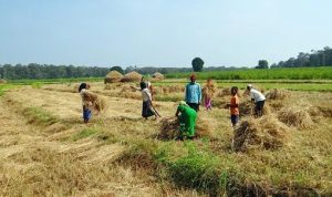 Ilutrasi panen raya yang membuat Indonesia swasembada beras dan berhasil meraih penghargaan IRRI. (pixabay)