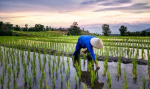 HKTI: Penghargaan IRRI Capaian Membanggakan bagi Petani Ilustrasi kondisi pertanian Indonesia yang kini sudah bisa membanggakan diri dengan penghargan yang diraih dari IRRI. (pixabay)