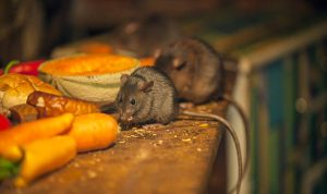Mengenal Gejala dan Penularan Virus Langya, Diduga dari Tikus