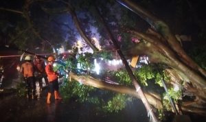 Sejumlah pohon di Kota Bogor tumbang akibat cuaca ekstrem. (Yudha Prananda / Istimewa)