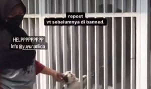 Viral Aksi Penyiksaan Kucing, Ada yang Dirantai hingga Dijemur di Terik Matahari