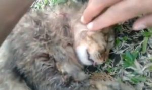 kucing ditembak mati