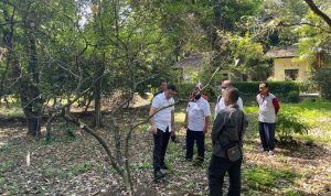 Polisi dan BRIN Ungkap Keberadaan Bibit Pohon Kokain di Kebun Raya Bogor