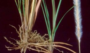 Manfaat Akar Alang-Alang bagi Kesehatan