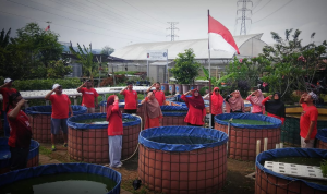 Petani di Bogor Kibarkan Bendera 'Merah Putih' di Kolam Lele