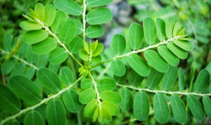 Khasiat Luar Biasa Daun Kelor bagi Kesehatan