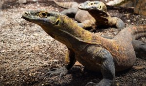 Rencana Tarif Masuk Pulau Komodo Rp3,75 Juta Resmi Dibatalkan, Tapi... Rencana Tarif Masuk Pulau Komodo Rp3,75 Juta Resmi Dibatalkan, Tapi...
