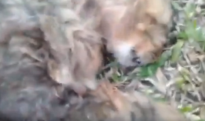 Viral Video Penembakan 6 Kucing di Sesko TNI Martanegara, Ridwan Kamil Buka Suara