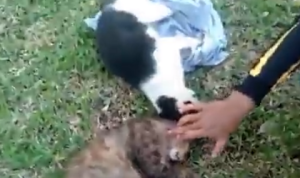 Penembak Kucing di Sesko TNI, Brigjen NA Dikenai Pasal Berlapis