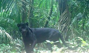 Macan Kumbang (Sumber gambar: Kompas)