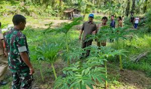 Tanaman Porang yang kini mulai digiatkan untuk ketahanan pangan.