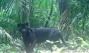 Seorang Petani Di Sumedang Bertarung Dengan Macan Kumbang Dan Memiting Leher Macan Kumbang