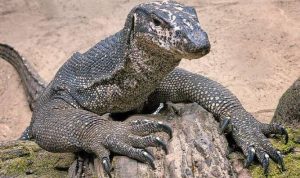 Empat Pria Memperkosa Biawak Dan Memakannya