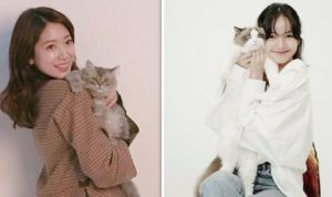 Link Tes Pecinta Kucing Sejata, Coba di Sini Sekarang!