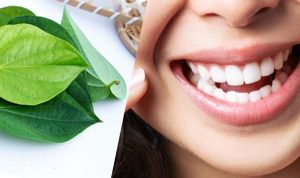 Manfaat Daun Sirih untuk Kesehatan Gigi dan Mulut
