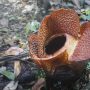 Penantian 16 Tahun, Rafflesia Arnoldii Mekar di Kebun Raya Bogor