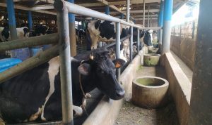 Dampak Kenaikan BBM, Peternak Sapi Lembang Keluhkan Biaya Produksi Dampak Kenaikan BBM, Peternak Sapi Lembang Keluhkan Biaya Produksi