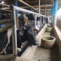 Dampak Kenaikan BBM, Peternak Sapi Lembang Keluhkan Biaya Produksi