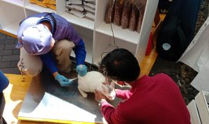 P2M Dinkes Jabar Jelaskan Ciri-Ciri Orang Terinfeksi Rabies