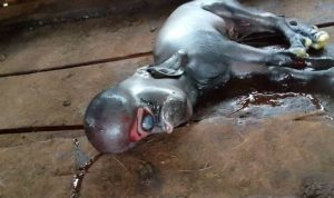Kambing Bermata Satu Gegerkan Warga Desa Padang Pelawi