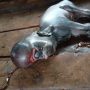 Kambing Bermata Satu Gegerkan Warga Desa Padang Pelawi