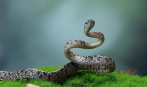 Arti Mimpi Ular, Melihat, Digigit, dan Memegang Ular