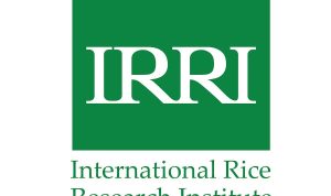 Indonesia - IRRI Matangkan Pengembangan Padi Kaya Vitamin A Indonesia - IRRI Matangkan Pengembangan Padi Kaya Vitamin A