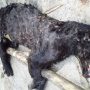 Macan Tutul Tewas Usai Serang Warga di Sumedang, FK3I Jabar Minta BBKSDA Transparan