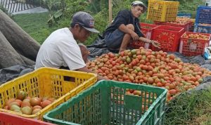Jelang Hari Tani Nasional, Petani di Kabupaten Bandung Tercekik Biaya Operasional