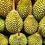 Potensi Durian Indonesia di Pasar Internasional Potensi Durian Indonesia di Pasar Internasional