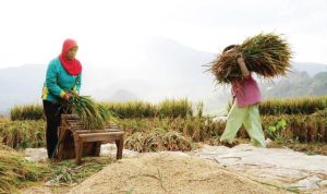 Kementan memberikan target produksi beras sebanyak 32,07 juta ton pada 2022. Salah satu faktor penopang produksi adalah luas tanam.