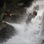 Satu Korban yang Terseret Sungai di Puncak Bogor Belum Ditemukan